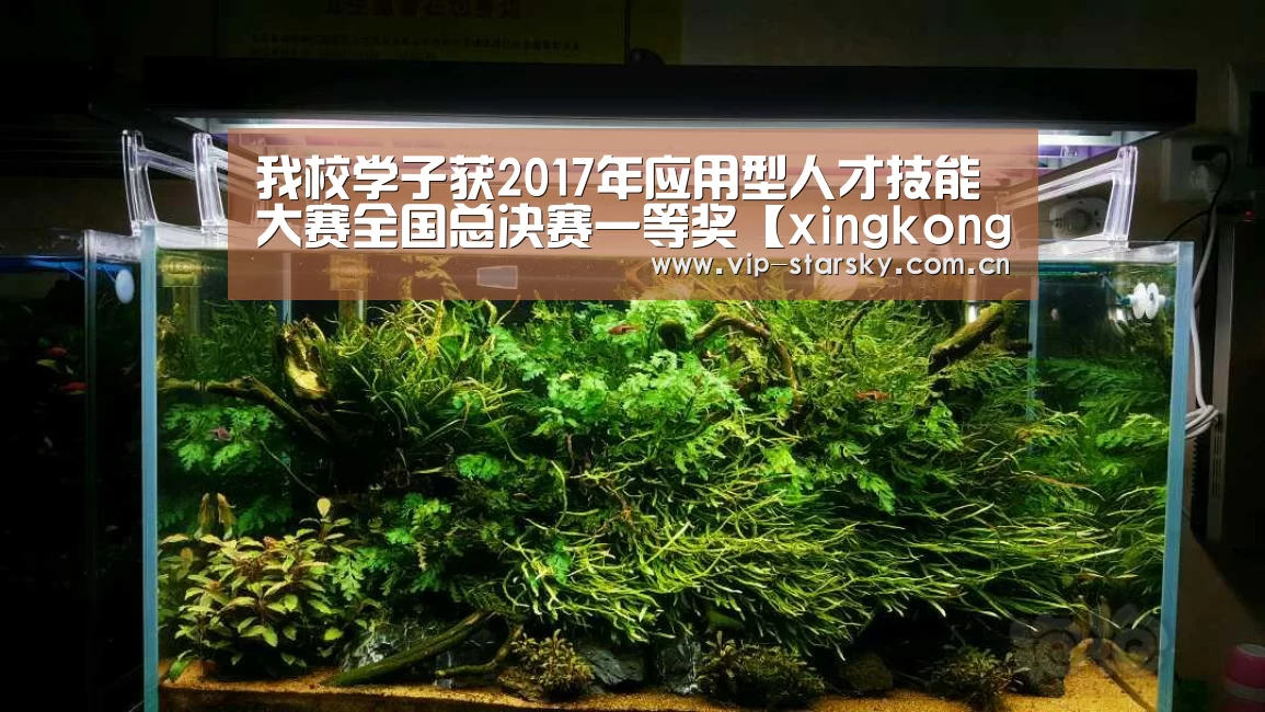 我校学子获2017年应用型人才技能大赛全国总决赛一等奖【xingkong】(图4) 星空体育团队