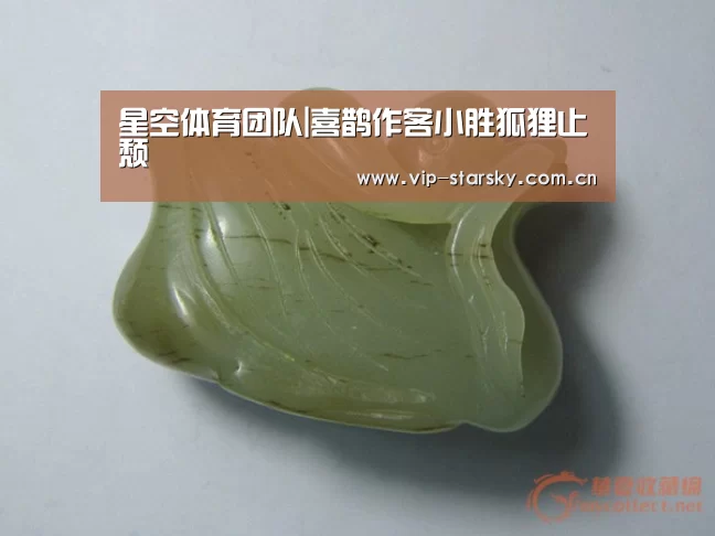 星空体育团队|喜鹊作客小胜狐狸止颓(图1) 星空体育app