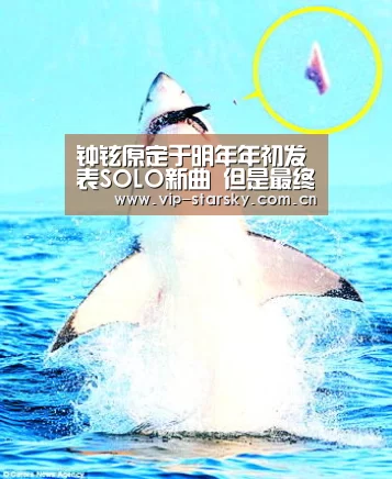星空体育团队